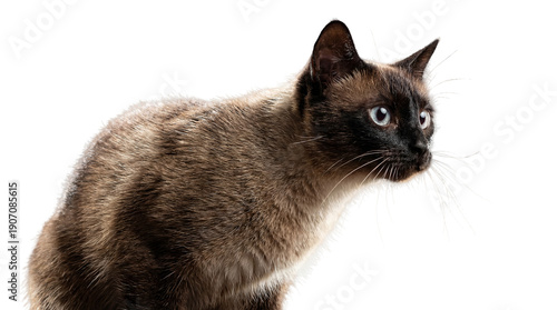 a curious siamese cat with piercing blue eyes looks intently to the side, its whiskers fanned out against a white, isolated background, capturing a moment of feline alertness and mystery.