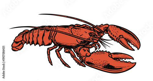 Vibrant red lobster with open claws on white background