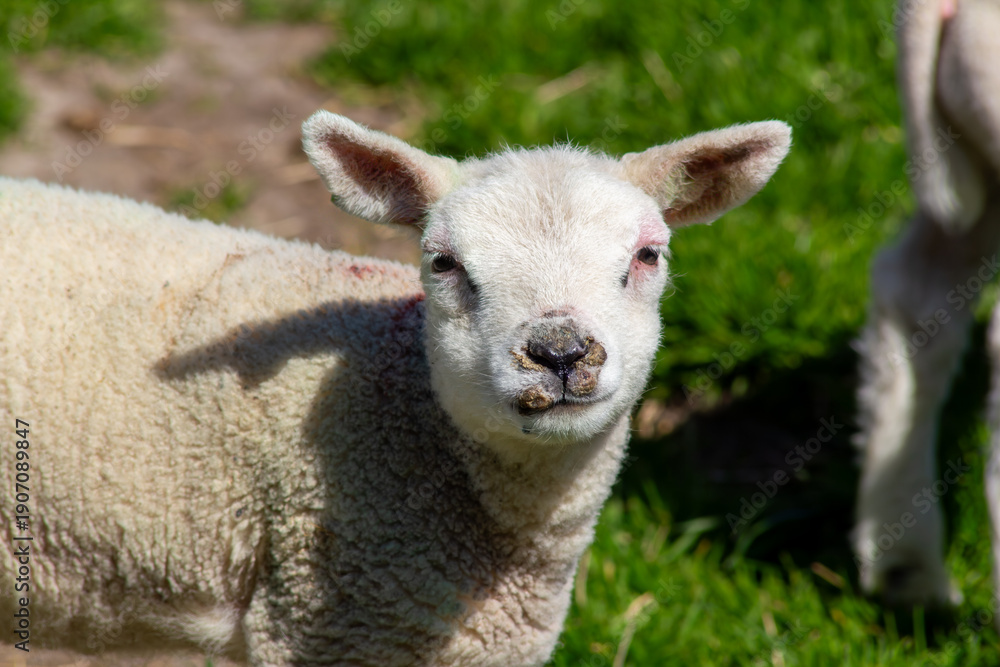 Naklejka premium Lamb standing in the meadow, looking at the camera