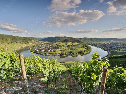 Moselschleife bei Kröv im Sommer