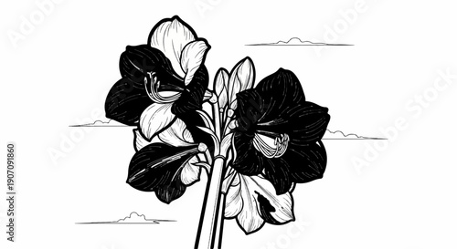 Striking monochrome sketch of amaryllis flowers against a minimalist sky