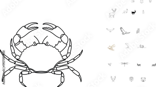 Crab illustration on white background