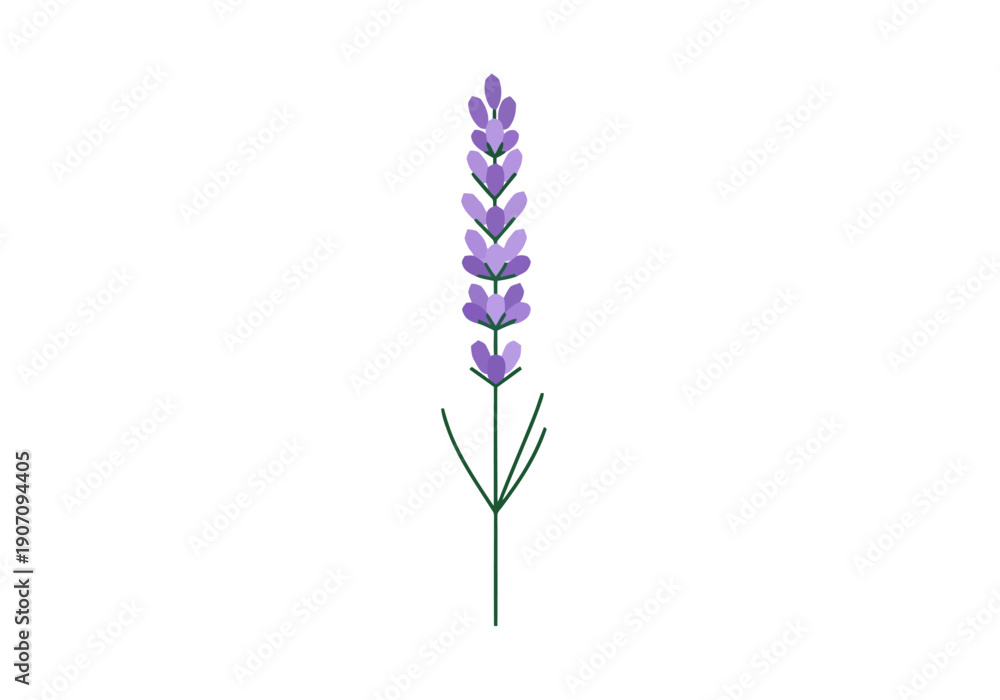 Obraz premium Single Lavender Flower Stalk With Green Leaves Isolated On White Background