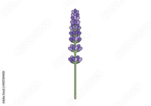 Single Lavender Flower Stalk Isolated on White Background Artistic Botanical Representation