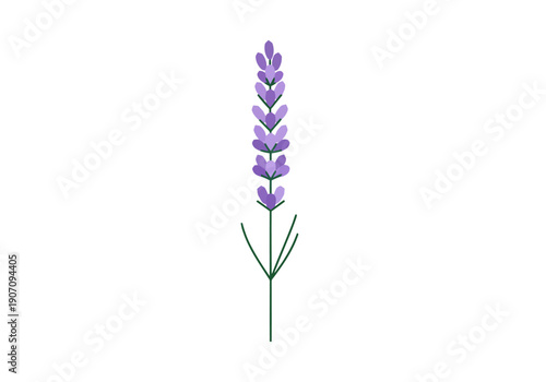 Single Lavender Flower Stalk With Green Leaves Isolated On White Background