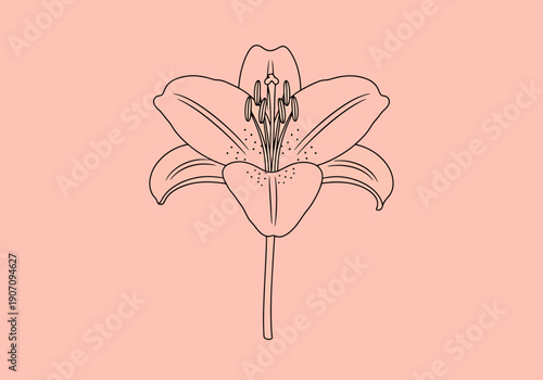 Elegant Line Art Drawing of a Single Lily Flower Blossom Center Stamens Petals Isolated on Peach Background