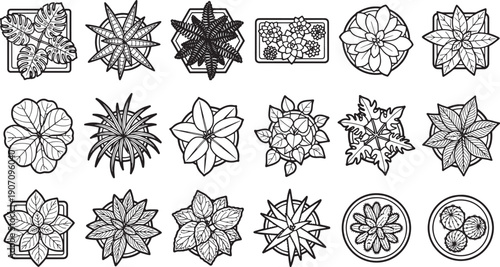 A top-down view of various plant life, botanical arrangements in precise black and white. revealing a detailed study of flora.