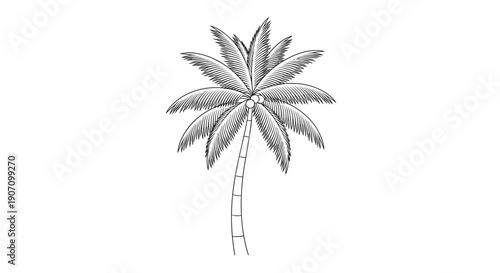Detailed black and white sketch of a tall coconut palm tree with textured fronds and trunk for tropical beach or vacation related projects.