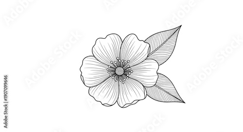 Detailed botanical sketch of a single blooming flower with two leaves in a classic line art style for nature or garden related projects.