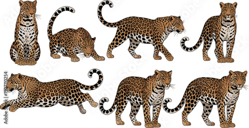 Set of realistic leopard and jaguar vector illustrations featuring various poses like walking, sitting, and stalking isolated on a plain white background.