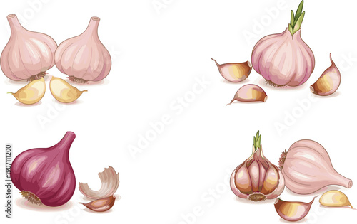 Set of fresh garlic bulbs and red onion vectors with individual cloves and green sprouts isolated on white background for culinary design.