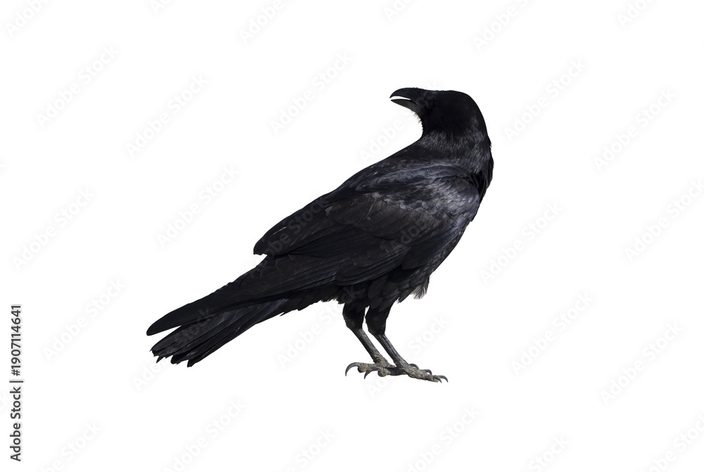 Naklejka premium Black Crow Raven Bird Isolated on Transparent Background