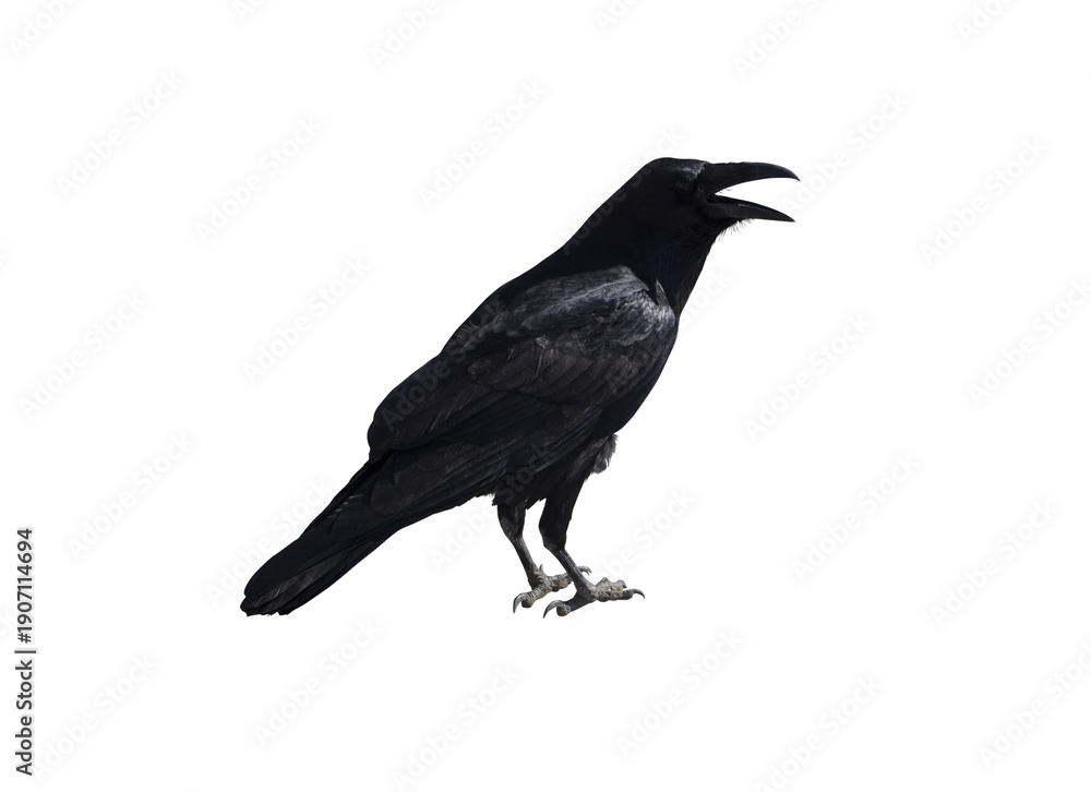 Naklejka premium Black Crow Raven Bird Isolated on Transparent Background