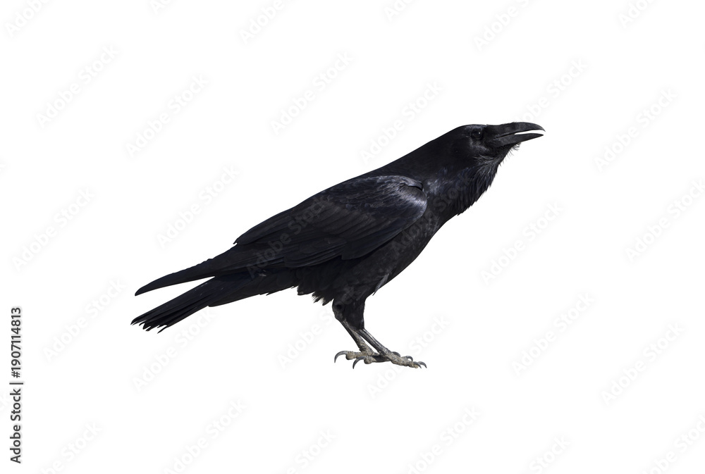 Naklejka premium Black Crow Raven Bird Isolated on Transparent Background