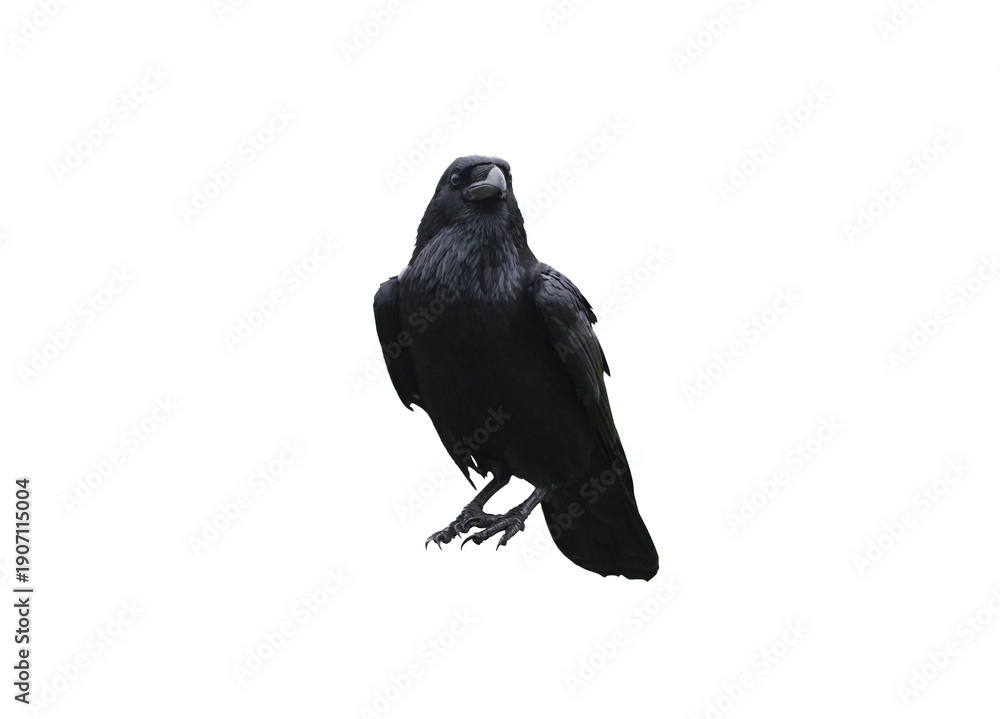 Naklejka premium Black Crow Raven Bird Isolated on Transparent Background