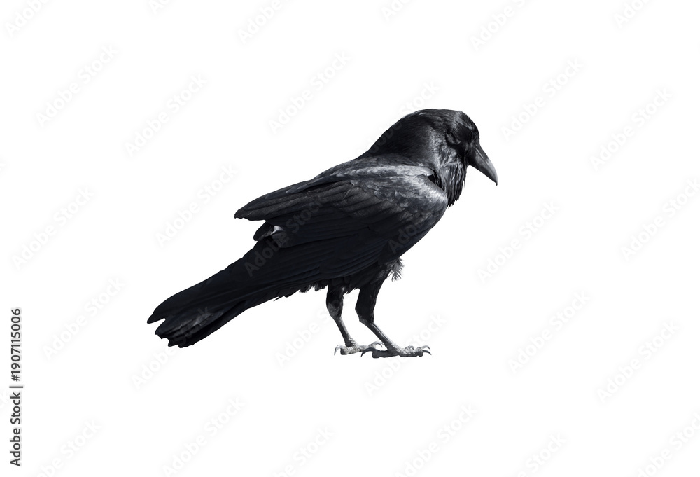 Fototapeta premium Black Crow Raven Bird Isolated on Transparent Background
