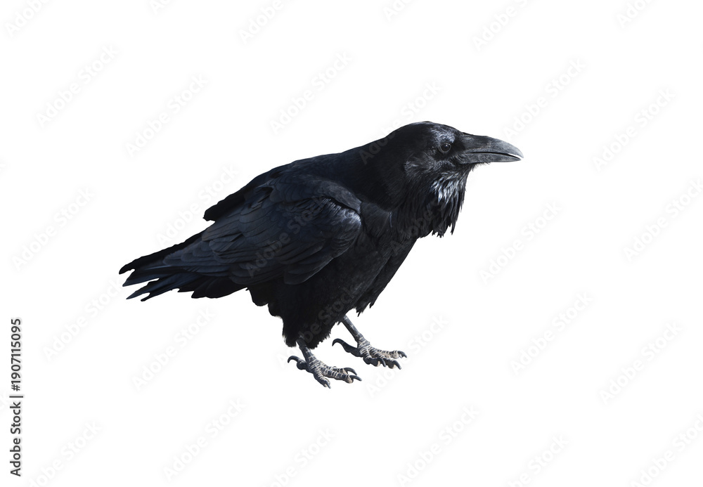 Naklejka premium Black Crow Raven Bird Isolated on Transparent Background