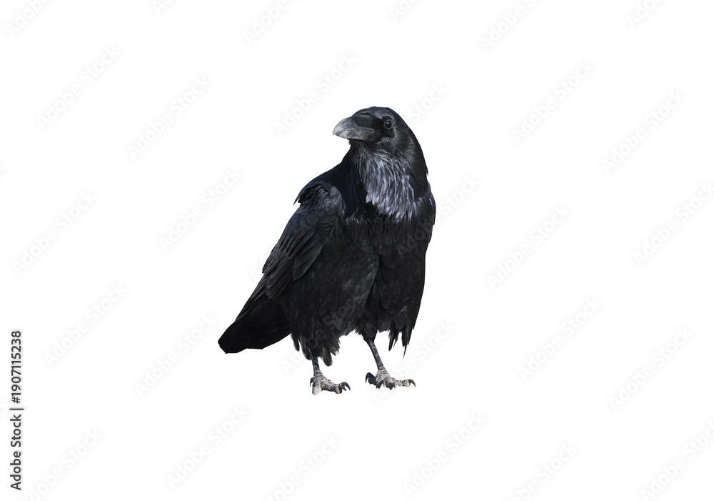 Naklejka premium Black Crow Raven Bird Isolated on Transparent Background