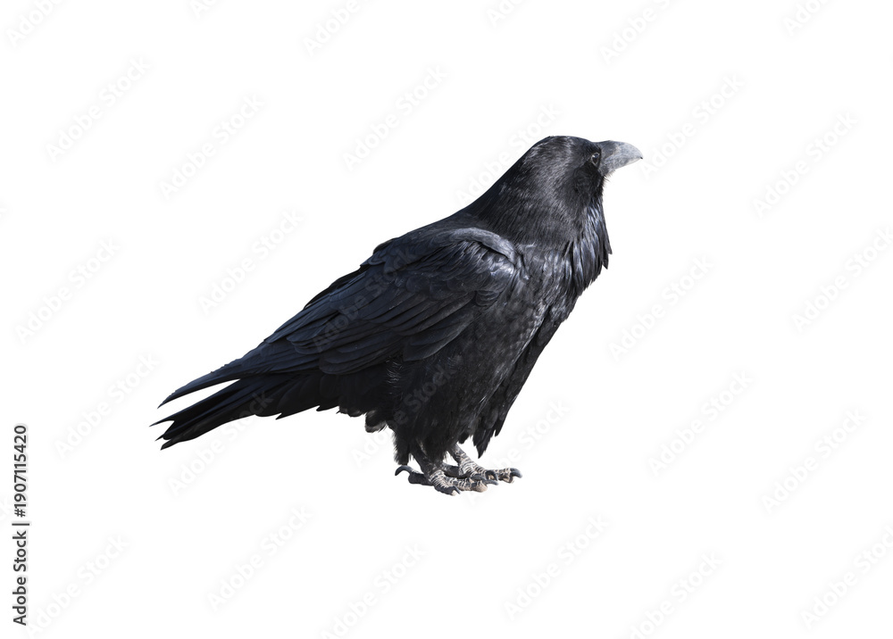 Naklejka premium Black Crow Raven Bird Isolated on Transparent Background