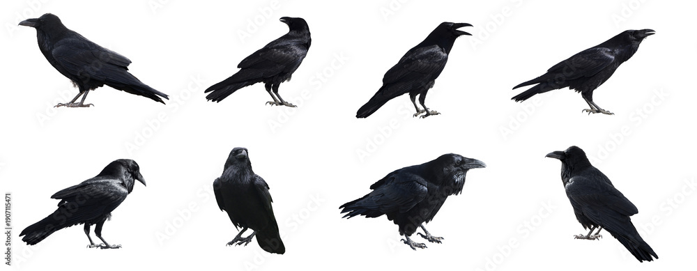 Fototapeta premium Black Crow Raven Birds Isolated on Transparent Background