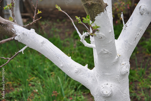 Tree trunk protection: whitewashed bark for pest control and sun protection. Spring gardening works, whitewashed fruit tree in a sunny orchard.