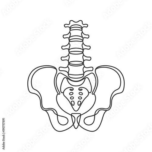 Human pelvis and spine anatomy illustration in line art style for medical education purposes