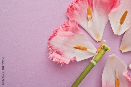 Fényképezés Close-up of delicate pink and white tulip petals scattered on a soft purple back