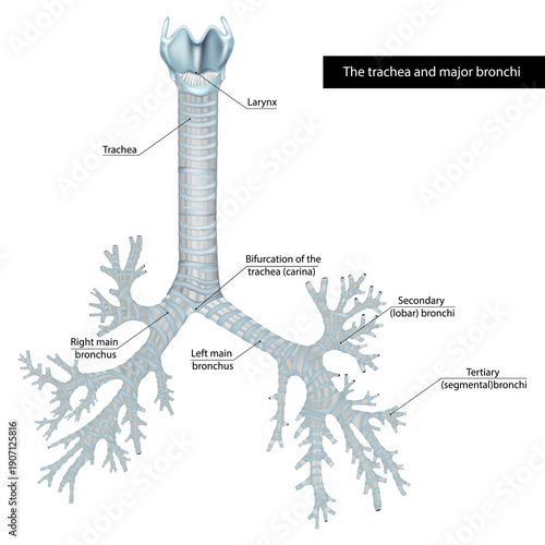 Medical anatomical illustration of the human trachea and major bronchi showing the larynx, tracheal bifurcation, right and left main bronchi, secondary lobar bronchi, and tertiary segmental bronchi. 
