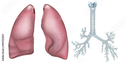 Respiratory system anatomy showing Lungs, Trachea and major bronchi . Medical diagram of trachea and lungs structure of the human lungs.