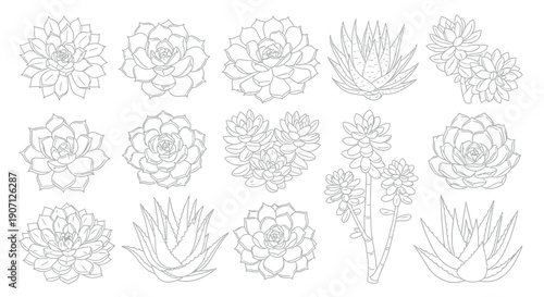 Collection of detailed black and white line art illustrations showcasing various types of popular succulent plants for coloring books and creative design projects