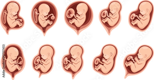 Medical illustration set of fetal development in the uterus showing various stages of pregnancy growth and embryonic health for educational materials vector