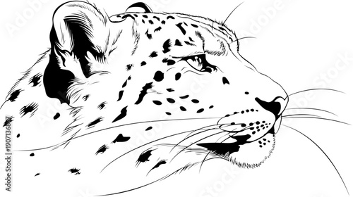 A side profile drawing of a spotted big cat's head, showing detail