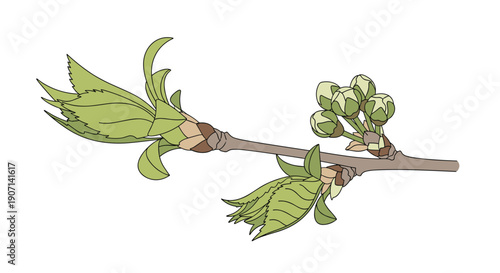 A delicate tree branch featuring newly unfurled green leaves and tightly closed flower buds awaiting bloom.