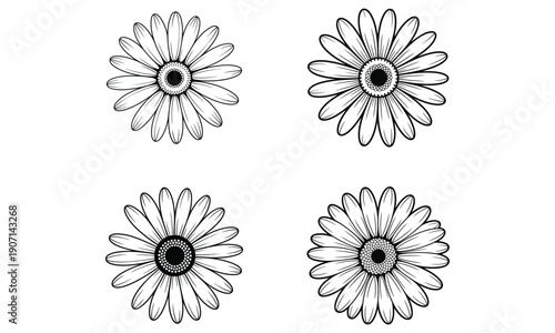 Daisy flower line art illustration isolated on white background
