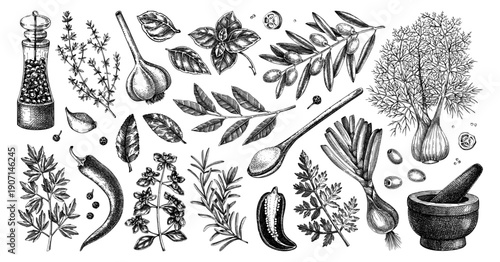 Сulinary herbs, spices and kitchen ingredients hand drawn vector illustrations set. Natural food sketches for packaging, branding, labels, menus. NOT AI generated