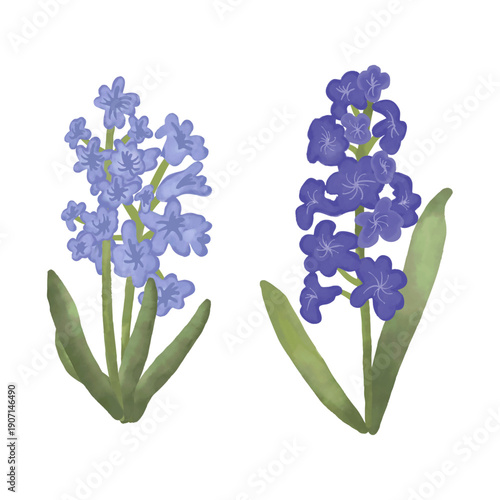 Hand-painted watercolor blue and purple hyacinth flower set featuring delicate spring blossoms in soft natural tones. Botanical clipart collection 