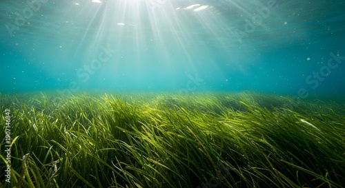 Vibrant green seagrass meadow (Posidonia oceanica or Zostera marina) on the ocean floor, illuminated by sunbeams filtering .