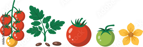 Cherry Tomatoes Vector Illustration Set Featuring Ripe and Unripe Tomatoes, Tomato Plant Leaves, Seeds, Flowers, and Flat Botanical Elements for Gardening, Agriculture