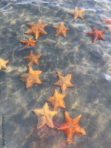 Starfish in shallow clear seawater with sunlit ripples