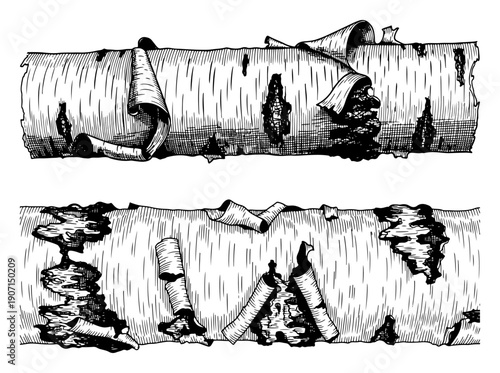 Hand drawn vintage illustration of birch tree logs with peeling bark texture