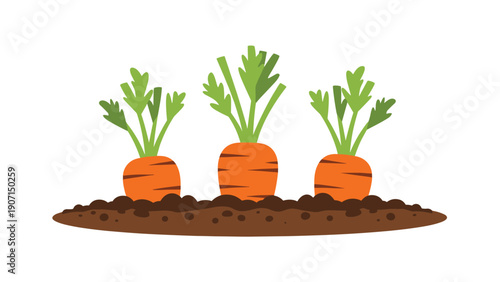 Three growing carrots with bright orange roots and green tops planted in a row in a patch of dark brown garden soil.