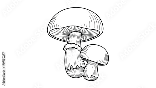 Detailed black and white line art drawing of two wild mushrooms of different sizes growing together on a plain background.