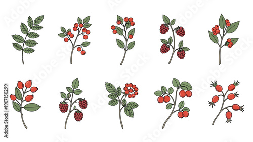 Set of ten different branches with various types of wild berries like raspberries and rosehips shown with green leaves.