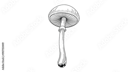 Detailed botanical line drawing of a single tall mushroom with a large cap and gills shown from an underside view.