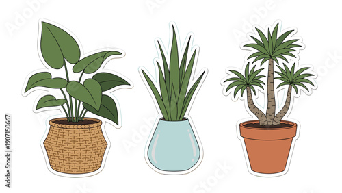 Trio of common houseplants in different decorative pots including a palm and leafy varieties for interior decor.