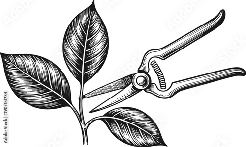 Garden pruning shears cutting leafy branch vintage black and white engraved illustration of plant trimming tool