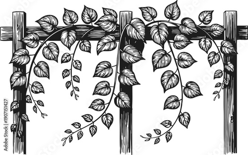 Wooden garden trellis with hanging climbing vines and leaves in black and white line art