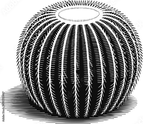 Round cactus with sharp spines in detailed black and white engraving illustration