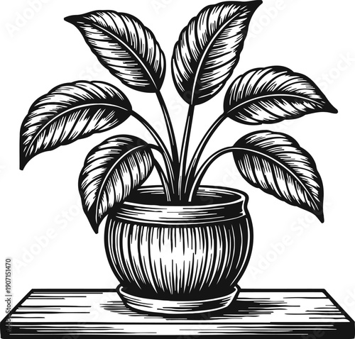 Black and white illustration of a potted plant on a wooden shelf with detailed leaves and textured pot