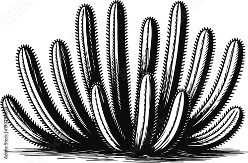 Black and white stylized cactus illustration with long slender spiky arms and detailed shading